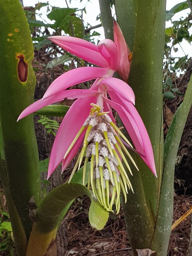 Pousada Recanto Dos Beija Flores มอนเต อัลเลเกร โด ซูล ภายนอก รูปภาพ
